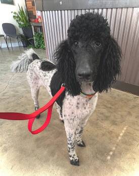 Bruno P -  Poodle Dog for Adoption in Carrollton, Texas - Bruno P | PetCurious