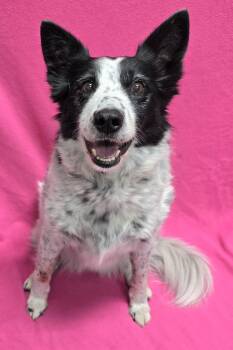 Lucy -  Border Collie Dog for Adoption in Frankfort, Indiana - Lucy | PetCurious