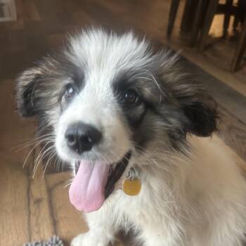 Great Pyrenees Dogs Available for Adoption - Frost | PetCurious