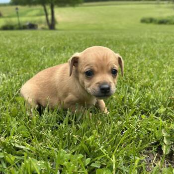 Petrie -  Chihuahua Dog for Adoption in Saratoga Springs, New York - Petrie | PetCurious