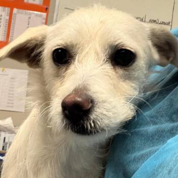 Chihuahua and Mixed Breed Dogs Available for Adoption - Snap | PetCurious