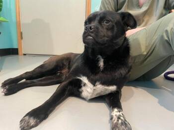 Pug and Husky Dogs Available for Adoption - Treble | PetCurious