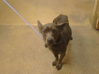 Chihuahua and Rat Terrier Dogs Available for Adoption - MITCH | PetCurious