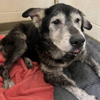 71885 -  Collie Dog for Adoption in Harrisonburg, Virginia - 71885 | PetCurious