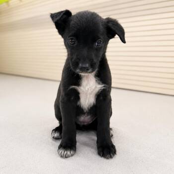 Terrier Dogs Available for Adoption in La Grange, Kentucky - IVY | PetCurious