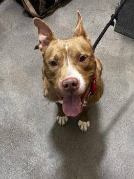 LANG -  Pit Bull Terrier Dog for Adoption - LANG | PetCurious