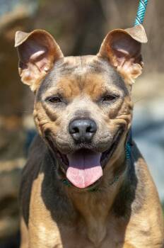 Pit Bull Terrier Dogs Available for Adoption in Johnson City, Tennessee - Dutchess | PetCurious