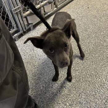 Marcy -  Pit Bull Terrier Dog for Adoption in Roxboro, North Carolina - Marcy | PetCurious