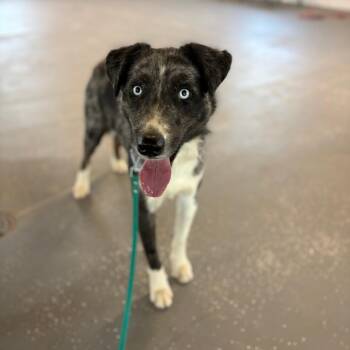 Murray -  Australian Shepherd Dog for Adoption in Incline Village, Nevada - Murray | PetCurious