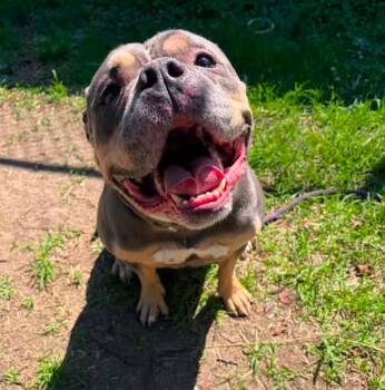 Edwina -  American Bulldog Dog for Adoption in Chicago, Illinois - Edwina | PetCurious