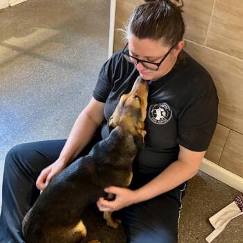 Dachshund and Beagle Dogs Available for Adoption in Metamora, Michigan - Dale | PetCurious