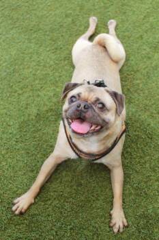 Gouda -  Pug Dog Available for Adoption in Gardena, California - Gouda | PetCurious