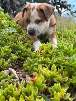 Tinker -  Mixed Breed Dog for Adoption in Rollingwood, Texas - Tinker | PetCurious