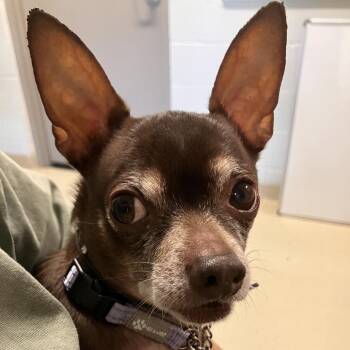 Kobe -  Chihuahua Dog for Adoption in Marshall, Virginia - Kobe | PetCurious