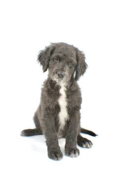 Poodle and Golden Retriever Dogs Available for Adoption in Morton Grove, Illinois - Angus | PetCurious