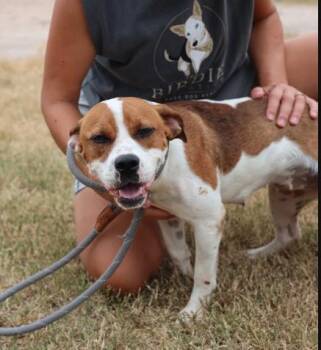 Clementine -  Pit Bull Terrier Dog for Adoption in Boulder, Colorado - Clementine | PetCurious