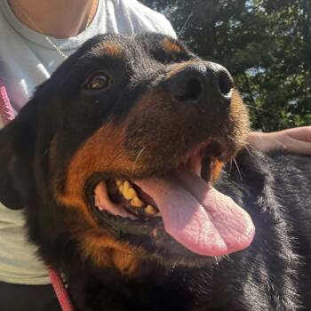 Ernie -  Rottweiler Dog for Adoption in Orange, Virginia - Ernie | PetCurious