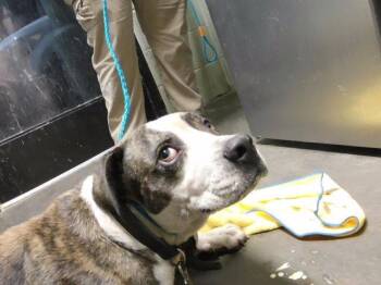KING COBRA -  Pit Bull Terrier Dog for Adoption in Tulsa, Oklahoma - KING COBRA | PetCurious