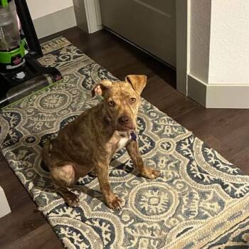 Carti -  Staffordshire Bull Terrier Dog for Adoption in Thornton, Colorado - Carti | PetCurious