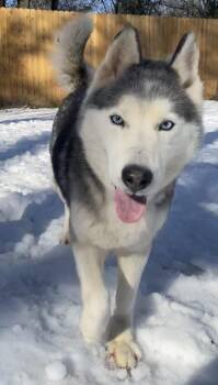 Husky Dogs Available for Adoption in Little Rock, Arkansas - Nomi | PetCurious