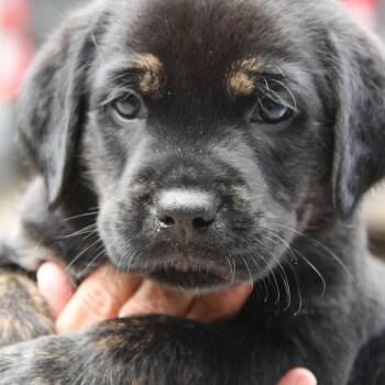 Barkley -  Mixed Breed Dog Available for Adoption in Columbus, North Carolina - Barkley | PetCurious