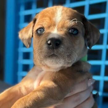 Rescue Australian Shepherd and Pit Bull Terrier Dogs for Adoption in Spring Hill, Kansas - Brownie Bomb | PetCurious