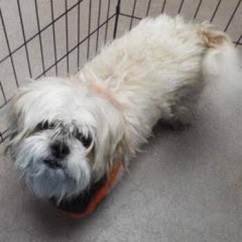Shih Tzu Dogs Available for Adoption - Gordo | PetCurious