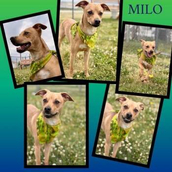 Chihuahua and Dachshund Dogs Available for Adoption in Rensselaer, Indiana - Milo | PetCurious
