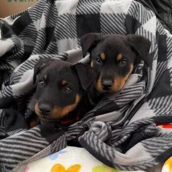 Rottweiler and Mixed Breed Dogs Available for Adoption - Blizzard | PetCurious