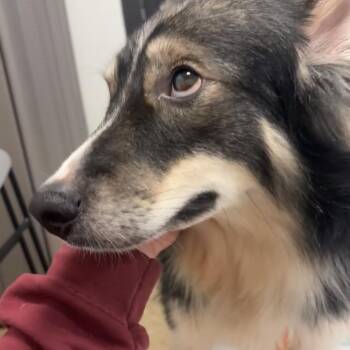 Shep -  Collie Dog for Adoption in York, Pennsylvania - Shep | PetCurious