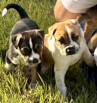 Indigo -  Beagle and Boxer Dog for Adoption - Indigo | PetCurious