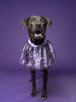 Rescue Cattle Dog and Mixed Breed Dogs for Adoption in Atlanta, Georgia - Starlah | PetCurious