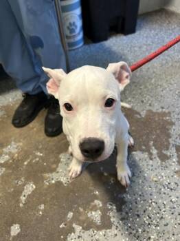Sue Storm -  Mixed Breed Dog for Adoption in Mobile, Alabama - Sue Storm | PetCurious