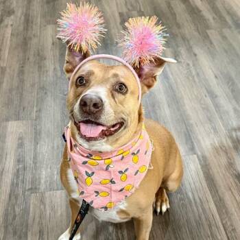 Leoni Roe Lover Girl -  Pit Bull Terrier and Labrador Retriever Dog for Adoption in Friendswood, Texas - Leoni Roe Lover Girl | PetCurious