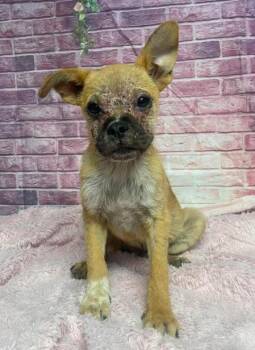 Buff -  Terrier and Cattle Dog Dog for Adoption in Aurora, Colorado - Buff | PetCurious