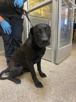 PRINCE -  Labrador Retriever and Mixed Breed Dog Available for Adoption in Blythe, California - PRINCE | PetCurious