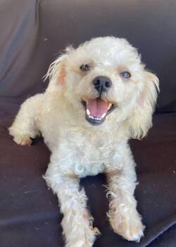 Chico -  Miniature Poodle Dog for Adoption in Los Angeles, California - Chico | PetCurious