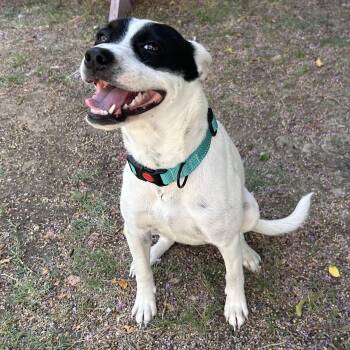 Jessie -  Smooth Fox Terrier and Australian Cattle Dog Blue Heeler Dog for Adoption in The Colony, Texas - Jessie | PetCurious