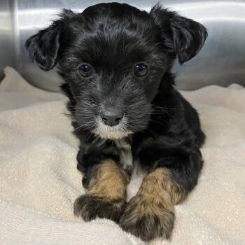 Terrier Dogs Available for Adoption - Bernice | PetCurious