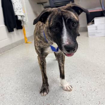Ducky -  Mountain Cur and Pit Bull Terrier Dog for Adoption in Indianapolis, Indiana - Ducky | PetCurious