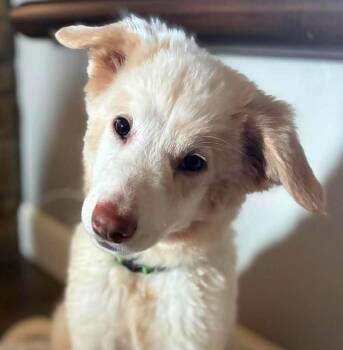 Pooh -  Great Pyrenees and Golden Retriever Dog for Adoption in Kiowa, Oklahoma - Pooh | PetCurious