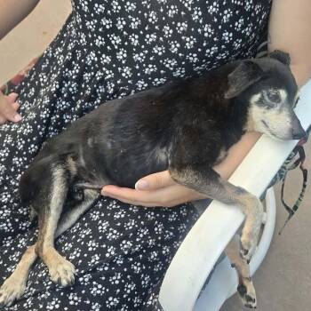 Charcoal Gray 14196 -  Chihuahua Dog for Adoption in San Francisco, California - Charcoal Gray 14196 | PetCurious