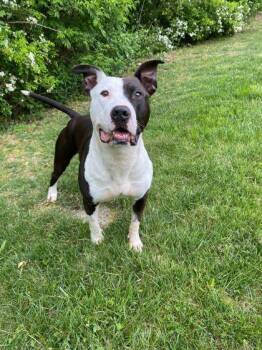 Mixed Breed Dogs Available for Adoption in Spruce Pine, North Carolina - MC Taylors Choice | PetCurious