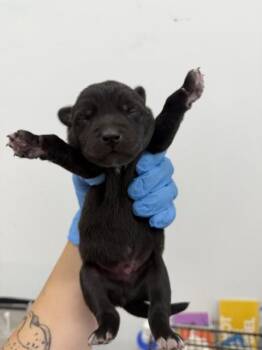 TEENIE -  German Shepherd Dog Dog for Adoption in San Bernardino, California - TEENIE | PetCurious