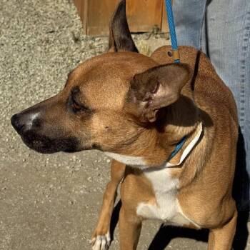 Shepherd Dogs Available for Adoption in San Diego, California - Chicago | PetCurious