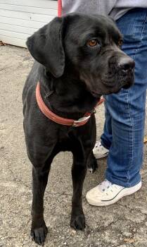 Rescue Cane Corso Dogs for Adoption in Mckeesport, Pennsylvania - Nevaeh | PetCurious
