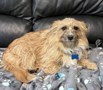 Terrier Dogs Available for Adoption in Hazlet, New Jersey - Rafael | PetCurious