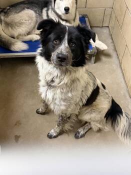 Trigger -  Australian Shepherd and Border Collie Dog Available for Adoption - Trigger | PetCurious