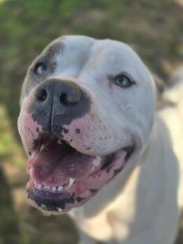 Rescue Pit Bull Terrier Dogs for Adoption in Dover, Arkansas - Diamond | PetCurious
