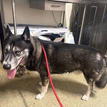 Timber* -  Husky Dog for Adoption in San Gabriel, California - Timber* | PetCurious